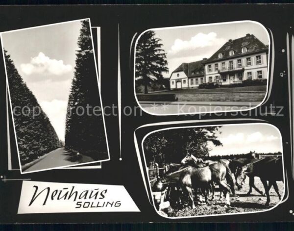 Neuhaus Solling Kanal Hotel Pferdeherde