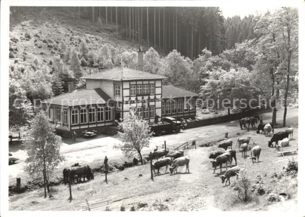 Finsterbergen Kühe Pferde Haus