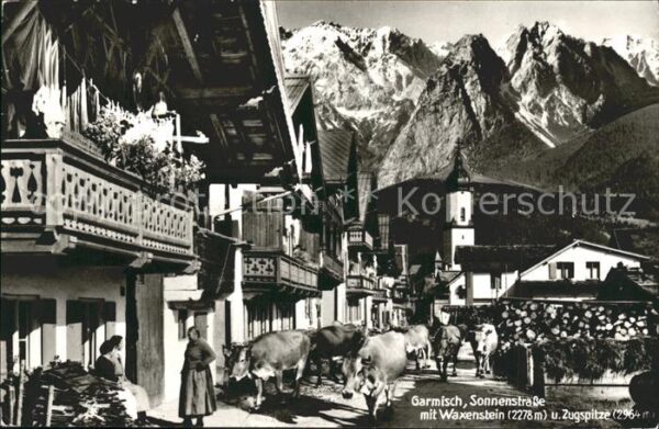 Garmisch-Partenkirchen Sonnenstrasse Kühe mit Waxenstein Zugsp