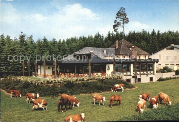 Bad Duerrheim Waldcafe Kühe