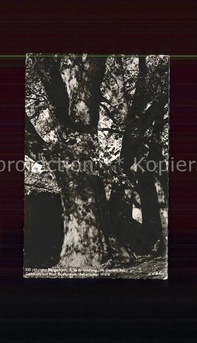 Baeume Trees Bergahorn Garten Gasthof zur Post Boden