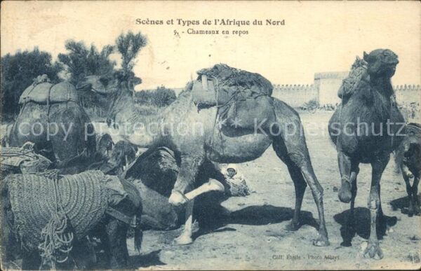 Kamel  Camel Chameau Chameaux en repos Scenes et Types Afriq