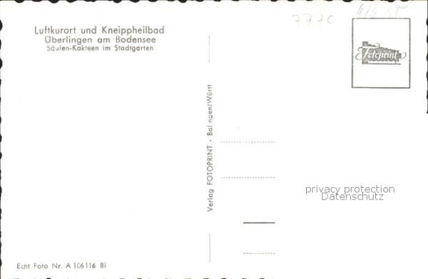 Kakteen Säulen-Kakteen Stadtgarten Überlingen a – Bild 2