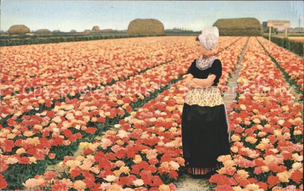 Trachten Holland Tulpenfelder Bollenvelden