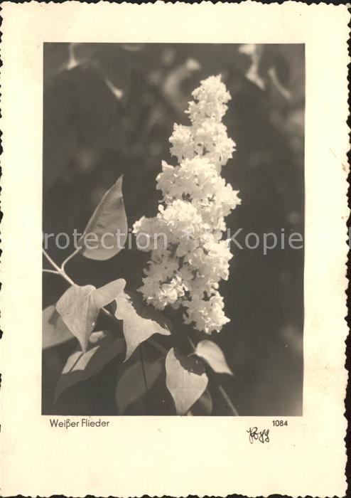 Foto Popp Nr. 1084 Weißer Flieder