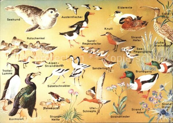 Tiere Austernfischer Knutt Kormoran Rotschenk