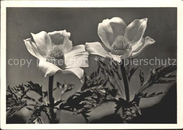 Blumen Schwefelanemonen