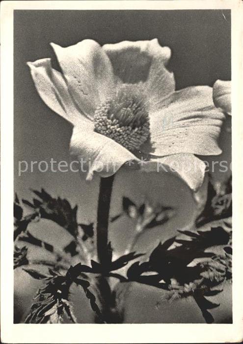 Blumen Schwefelanemone
