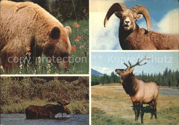 Baeren Cinnamon Bear Big Horn Rocky Mountain S