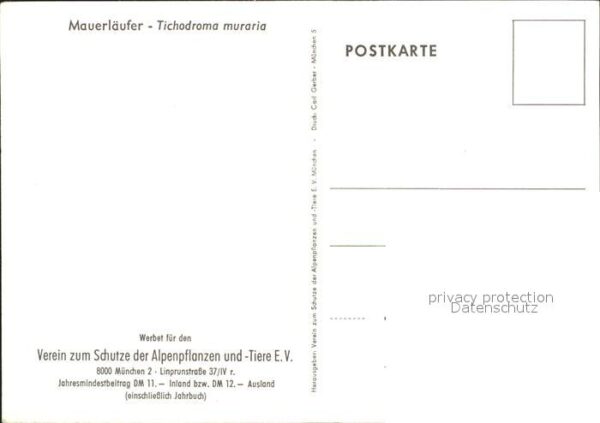 Voegel Mauerläufer Tichodroma muraria – Bild 2