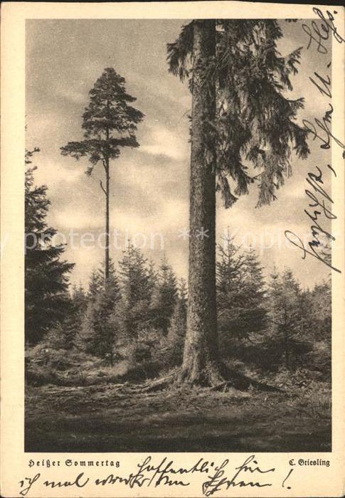 Baeume Trees Heisser Sommertag C. Griesling