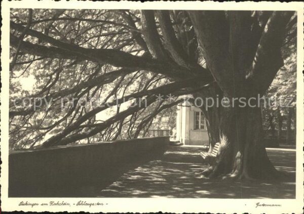 Saeckingen Rhein Schlossgarten Alter Baum