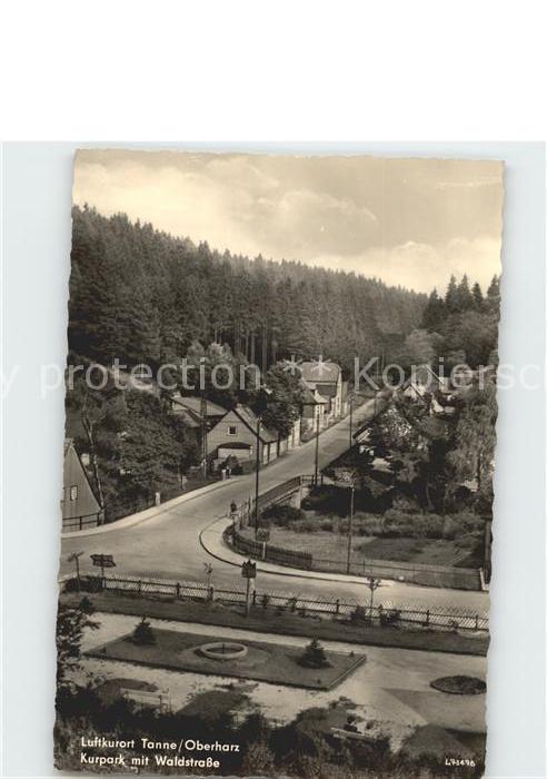 Tanne Harz Kurpark mit Waldstrasse Luftkurort