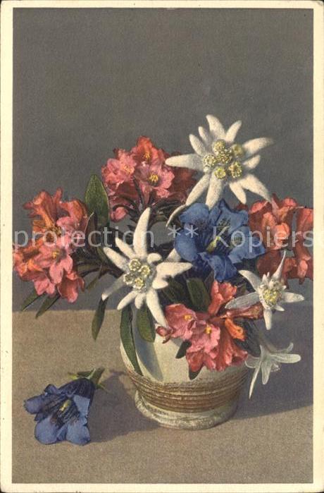 Edelweiss Enzian Alpenrosen
