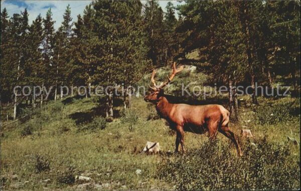 Elch Elk North America