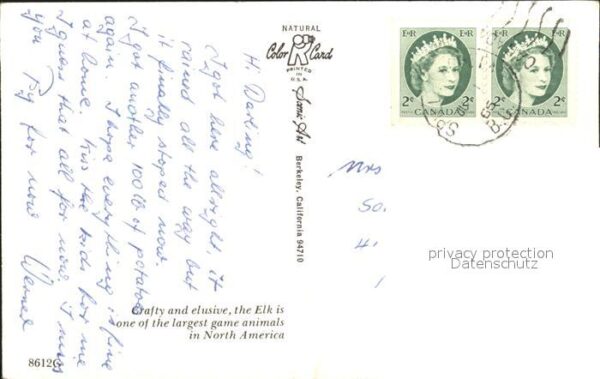 Elch Elk North America – Bild 2