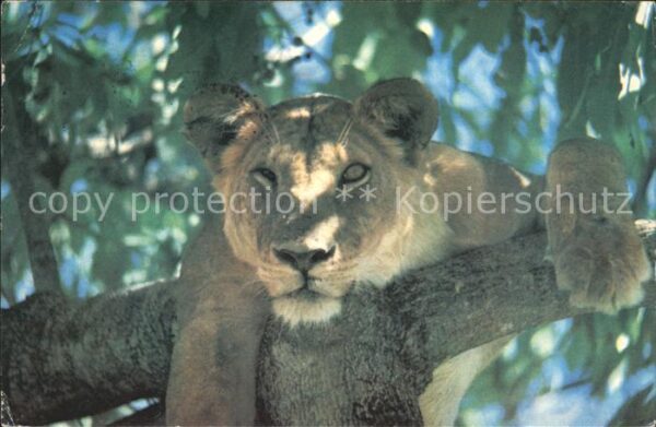 Tiger Tiere Lioness Manyara National Park Tanzania
