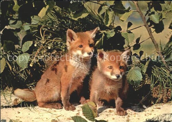 Fuchs Tiere Jungfüchse