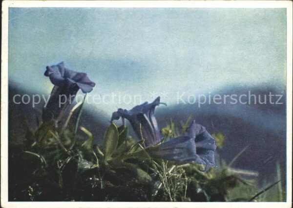 Blumen Enzian