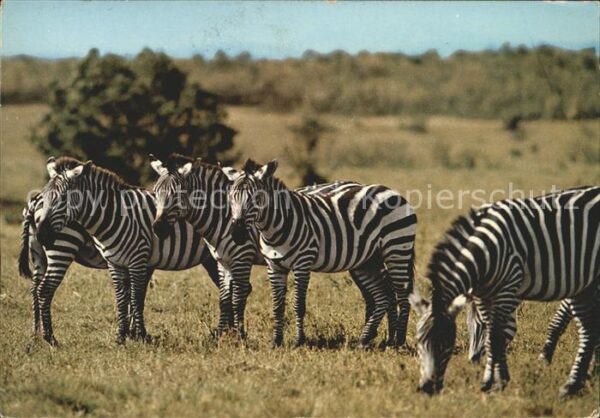 Zebra East Africa Ostafrika