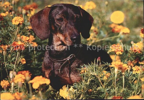 Dackel Dachshund Teckel Hunde dogs Chien