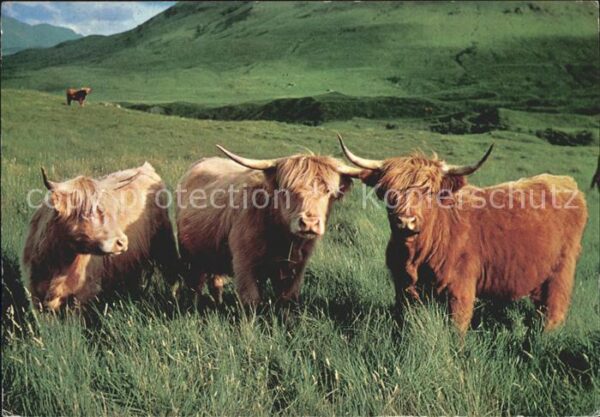 Tiere Schottische Hochlandrinder Highland Cat
