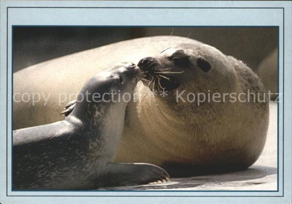 Seehunde Robben