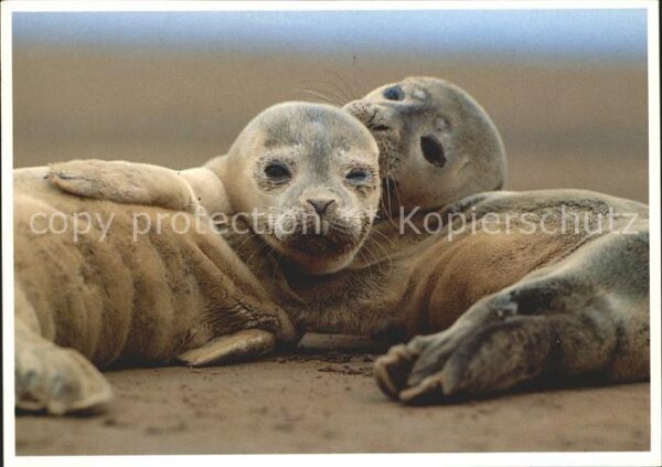 Seehunde Robben Nordsee
