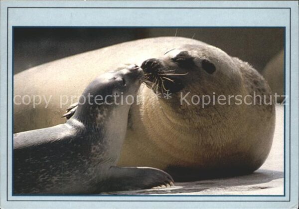 Seehunde Robben
