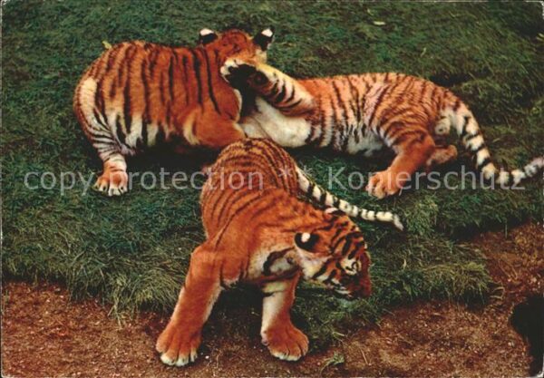 Tiger Tiere