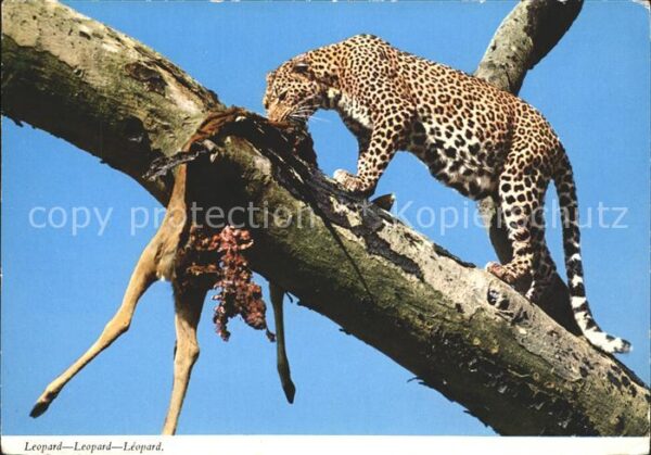 Tiere Leopard Beute Antilope
