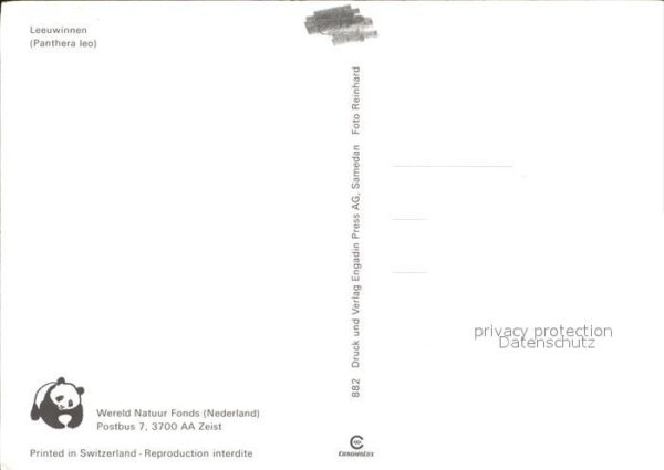Loewe Löwinnen – Bild 2