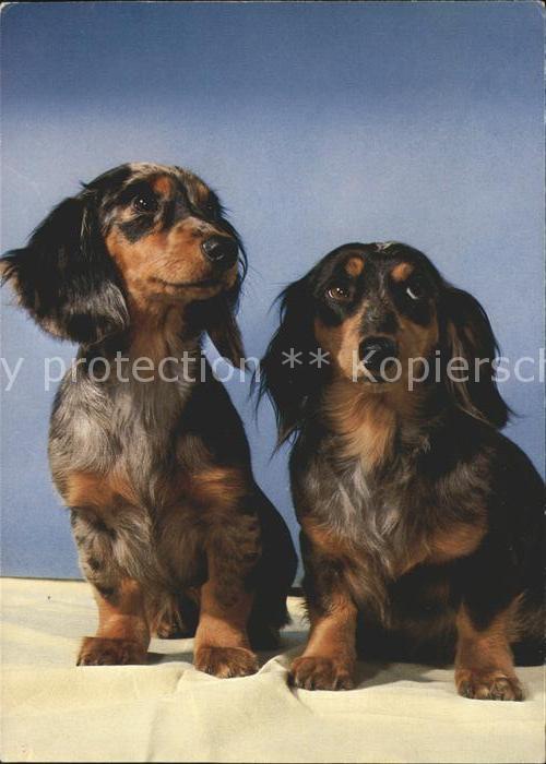 Dackel Dachshund Teckel Hunde dogs Chien Langhaardackel