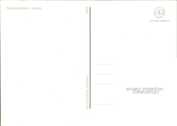 Pferde – Bild 2