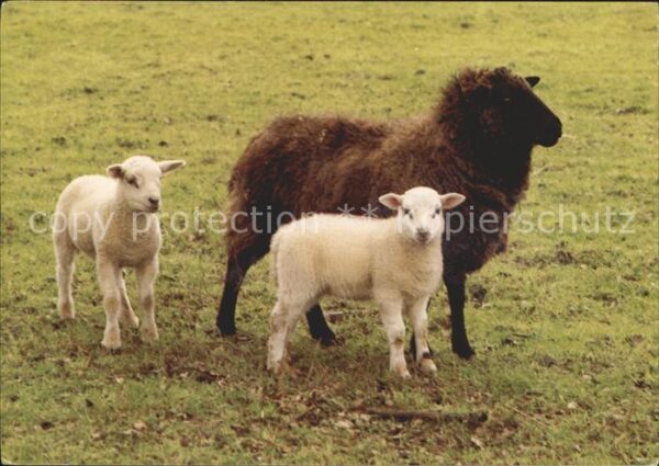 Schafe Lamm Schapen