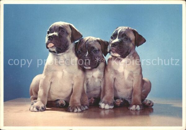 Hunde