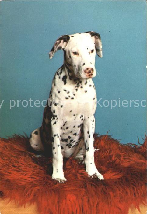 Hunde Dalmatiner