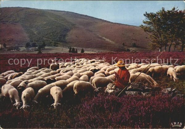 Hirte Schafe Monedieres