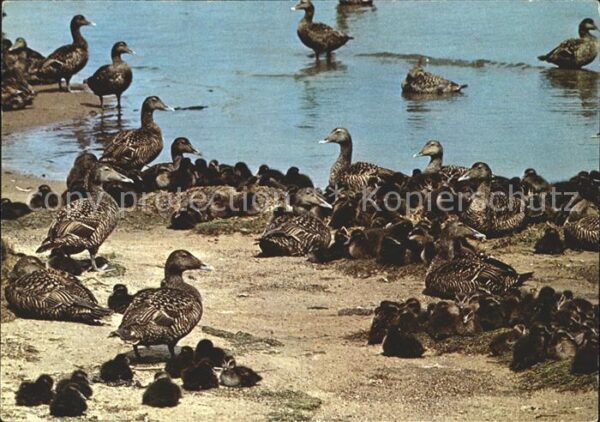 Enten Eiderente mit Jungen
