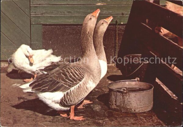 Voegel Gänse