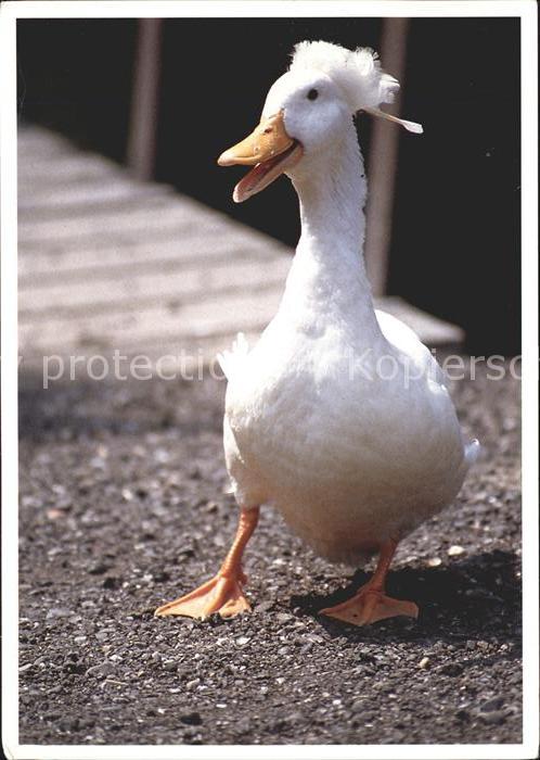 Voegel Gans
