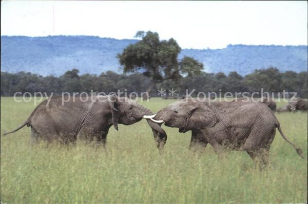 Elefant Kenia Afrika