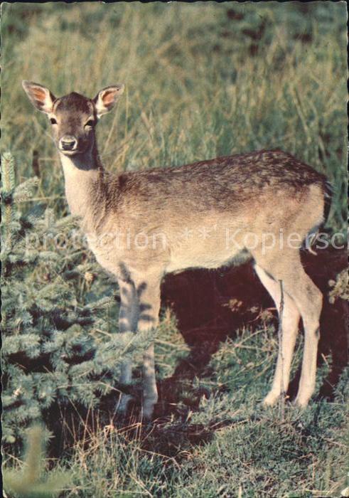 Hirsch Damhirsch Weibchen