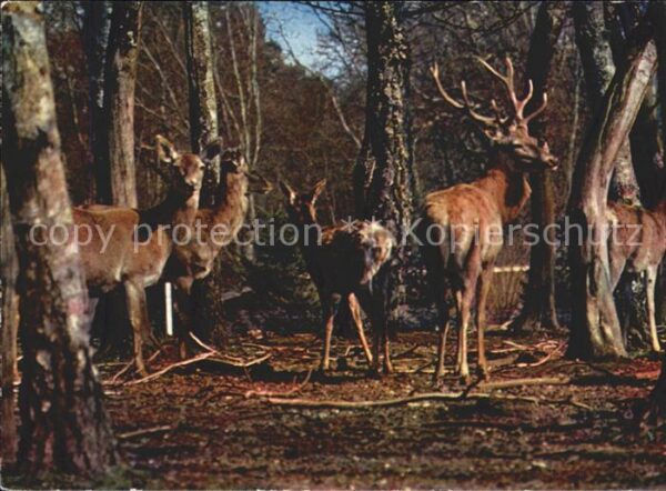 Hirsch Hirschkühe Cervo Cerf Hert