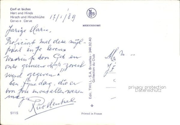 Hirsch Hirschkühe Cervo Cerf Hert – Bild 2
