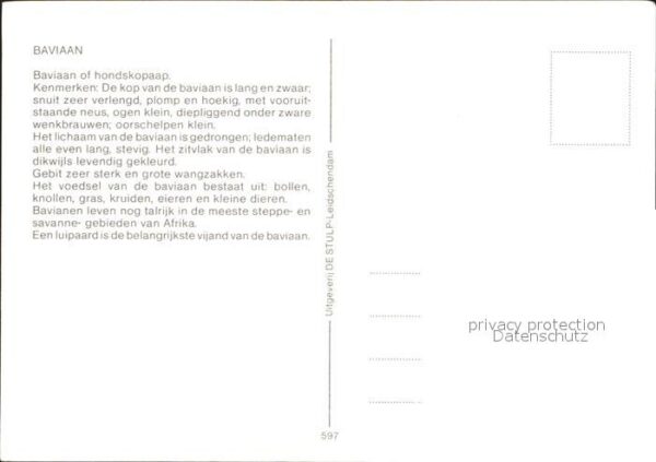 Affen Pavian mit Jungtier – Bild 2