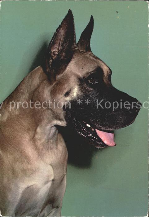 Hunde