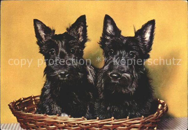 Hunde