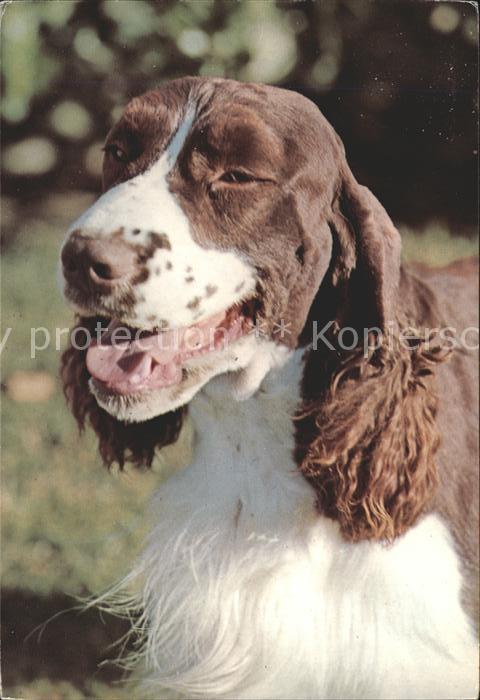 Hunde