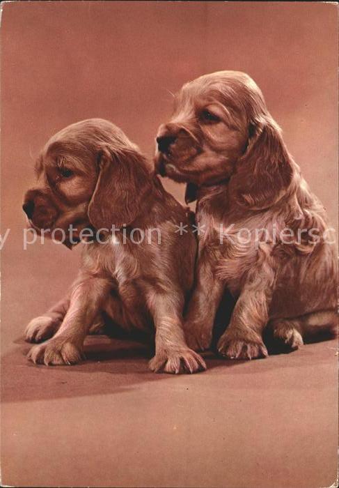 Hunde Welpen